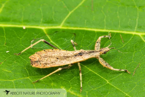 Ctenotrachelus shermani