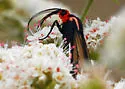 Brown Ctenucha - Hodges#8265 - photo 2