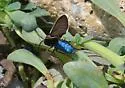Brown Ctenucha - Hodges#8265 - photo 3