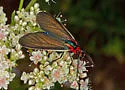 Brown Ctenucha - Hodges#8265 - photo 4