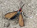 Brown Ctenucha - Hodges#8265 - photo 5