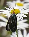 Ctenucha cressonana - Hodges#8261