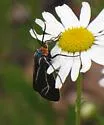 Ctenucha cressonana - Hodges#8261 - photo 2