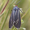 Ctenucha cressonana - Hodges#8261 - photo 3