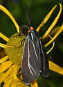 Ctenucha cressonana - Hodges#8261 - photo 4