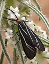 Ctenucha cressonana - Hodges#8261 - photo 5