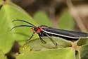 Ctenucha multifaria - Hodges#8263