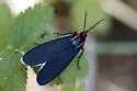Ctenucha multifaria - Hodges#8263 - photo 2