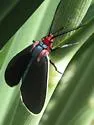 Ctenucha multifaria - Hodges#8263 - photo 3