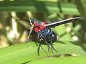 Ctenucha multifaria - Hodges#8263 - photo 4