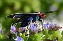 Ctenucha multifaria - Hodges#8263 - photo 5