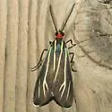 Veined Ctenucha - Hodges#8260