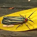 Veined Ctenucha - Hodges#8260 - photo 2