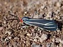 Veined Ctenucha - Hodges#8260 - photo 4