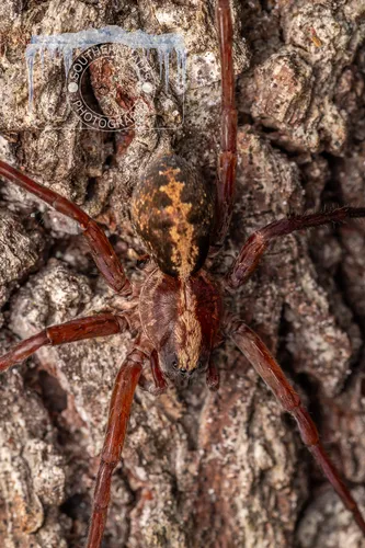Florida wandering spiders - photo 3