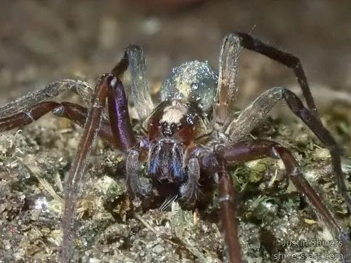 Florida wandering spiders - photo 4