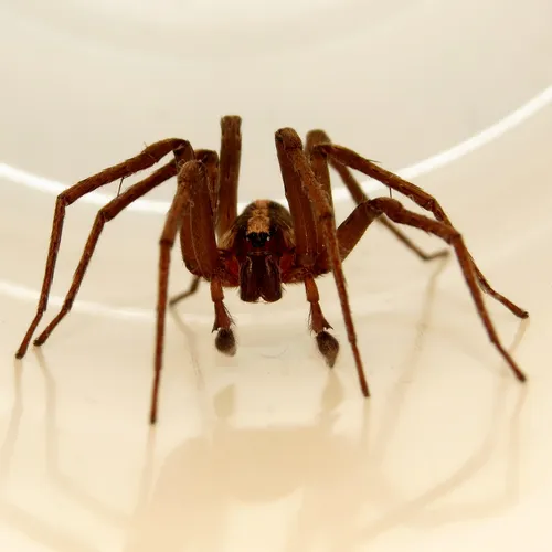 Florida wandering spiders - photo 5