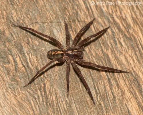 Florida wandering spiders - photo 6