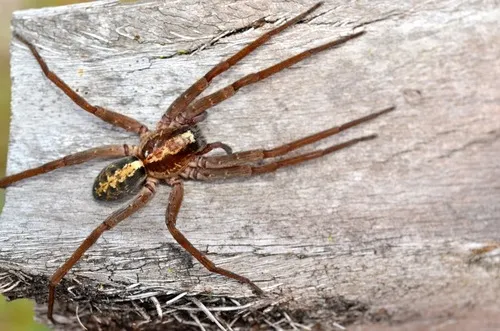 Florida wandering spiders - photo 8