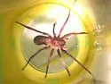 Arkansas wandering spiders