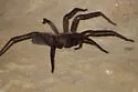Arkansas wandering spiders - photo 2