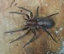 Arkansas wandering spiders - photo 3