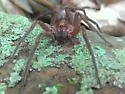 Arkansas wandering spiders - photo 4