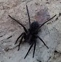 Arkansas wandering spiders - photo 5