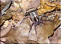 Alabama wandering spiders