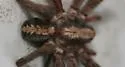 Alabama wandering spiders - photo 2