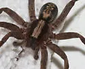 Alabama wandering spiders - photo 3