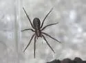 Alabama wandering spiders - photo 4