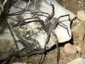 Texas wandering spiders