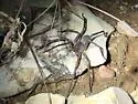 Texas wandering spiders - photo 2