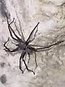 Texas wandering spiders - photo 3