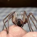Texas wandering spiders - photo 4