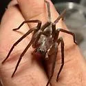 Texas wandering spiders - photo 5