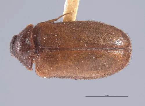 Ctesias dusmae
