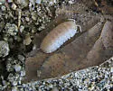 Cubaris benitensis