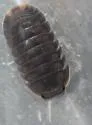 Little Sea Pillbug