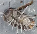 Little Sea Pillbug - photo 2