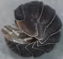 Little Sea Pillbug - photo 3