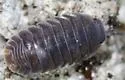 Little Sea Pillbug - photo 4