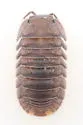 Little Sea Pillbug - photo 5