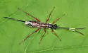 Cubocephalus atriclunis - photo 2