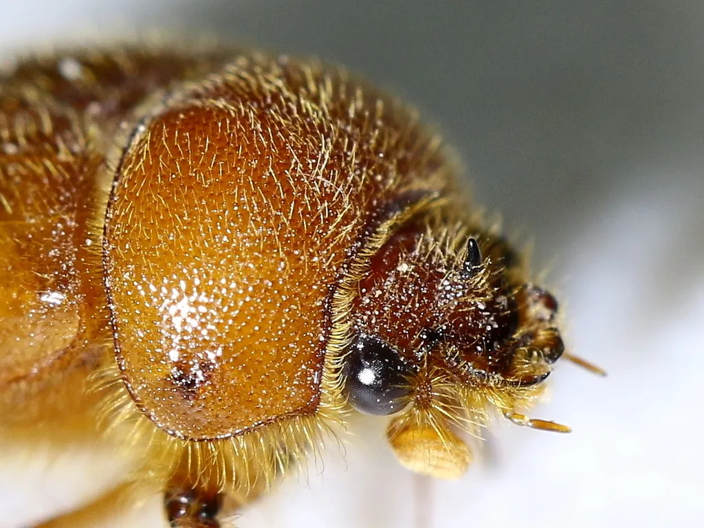 Cucochodaeus sparsus - photo 2