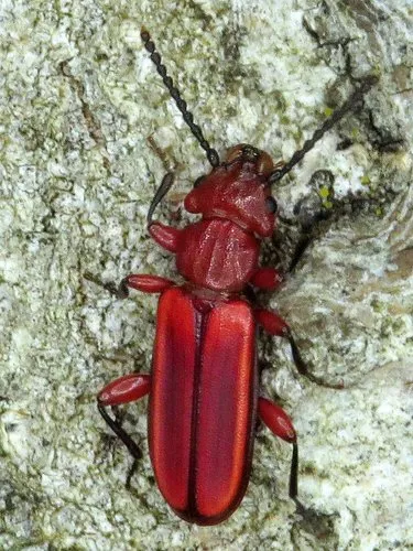Flat Bark Beetles - Cucujidae