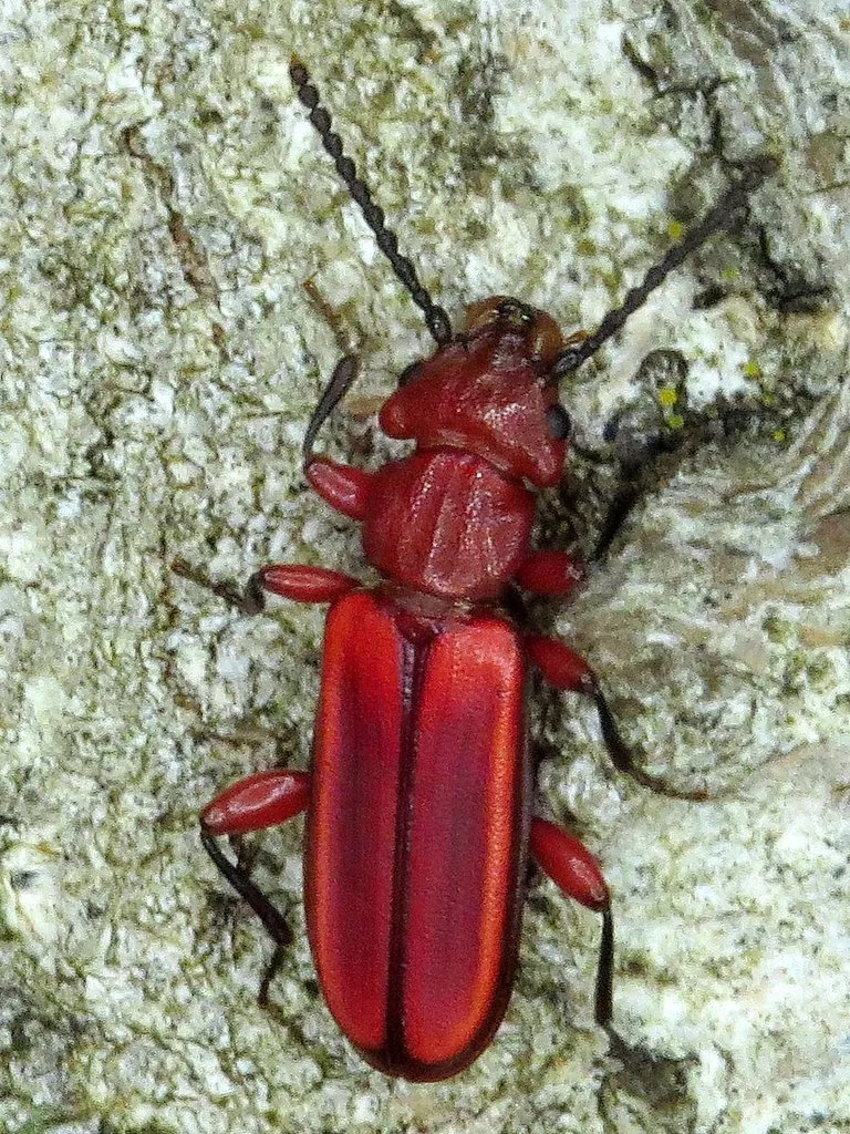 Flat Bark Beetles - photo 2