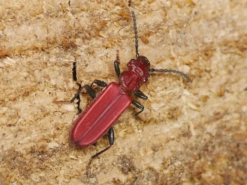 Cucujus haematodes