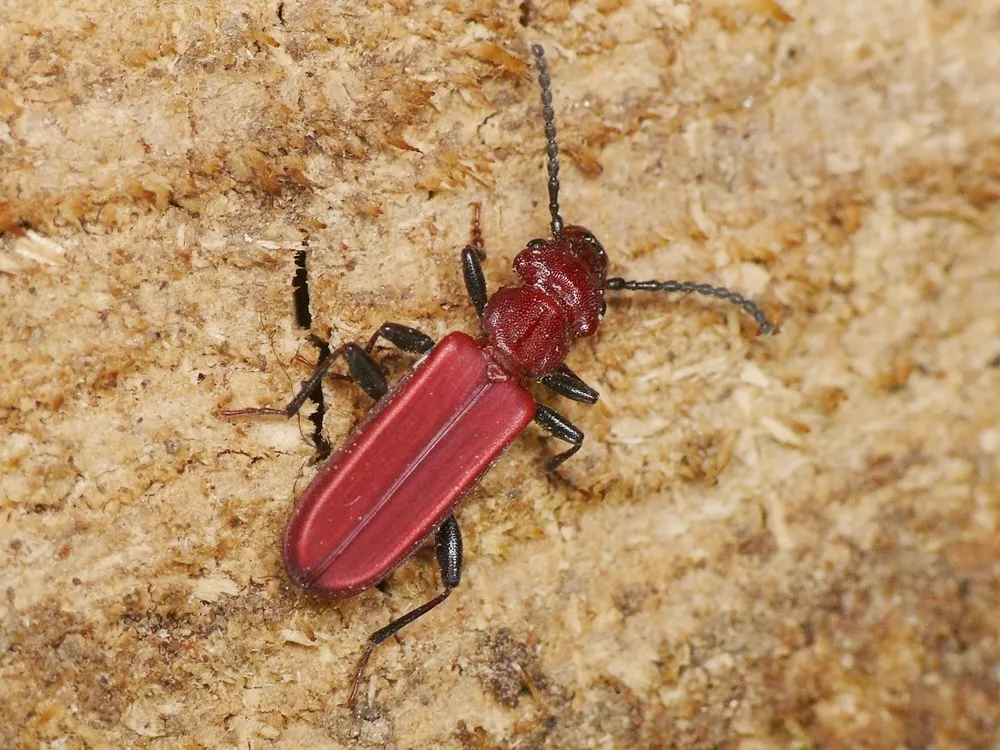 Cucujus haematodes - photo 2